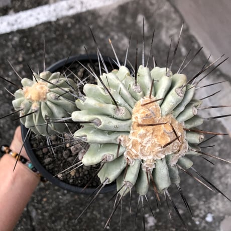 copiapoa cinerea ver.dealbata《L size》※現地球発根後店主国内管理21年株※極上の極みな黒士冠‼︎wild感が堪らない※mad black bowl pot植え