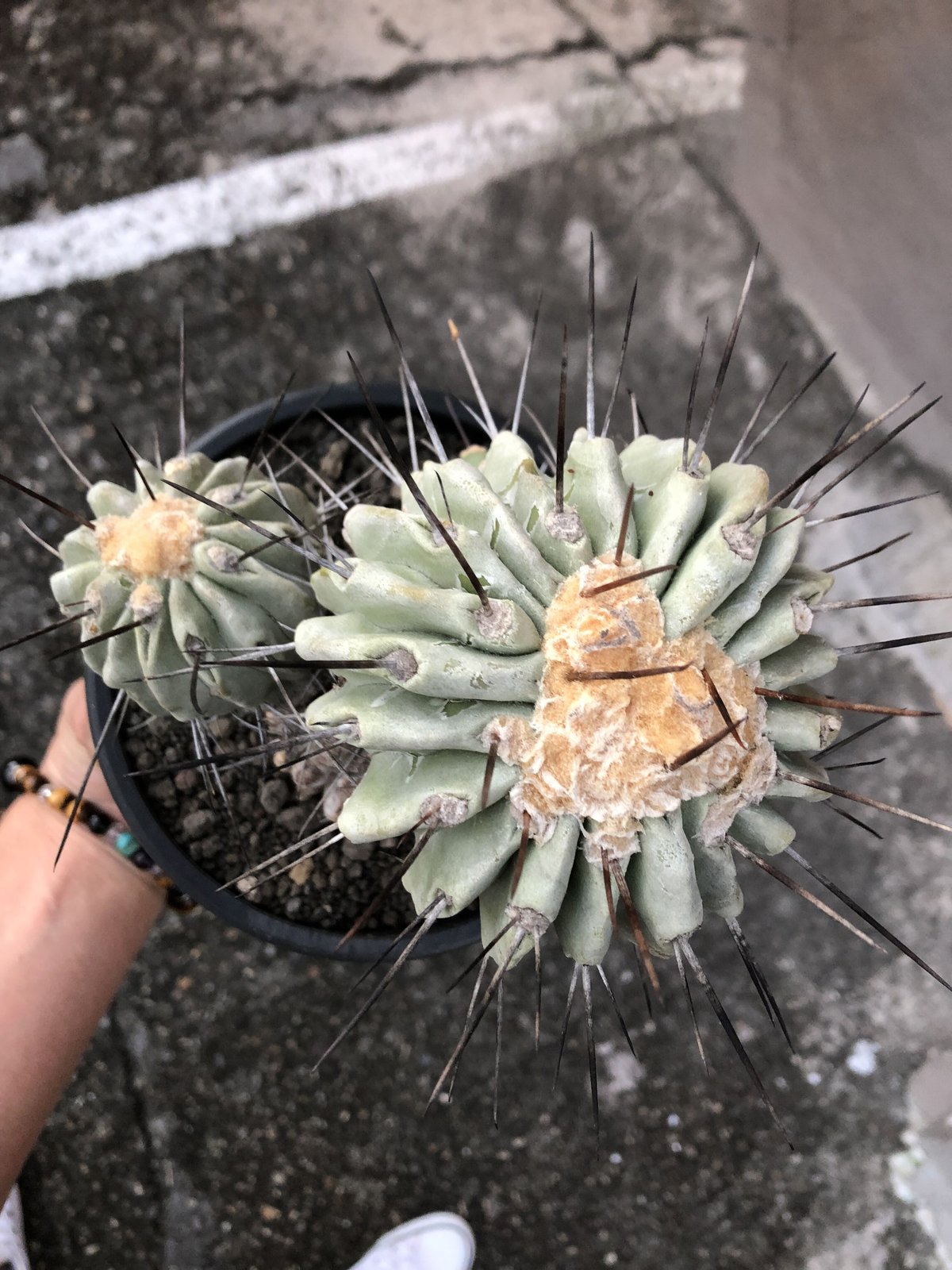 copiapoa cinerea ver.dealbata《L size》※現地球発根後店主国 copiapoa cinerea ver.dealbata《L size》※現地球発根後店主国