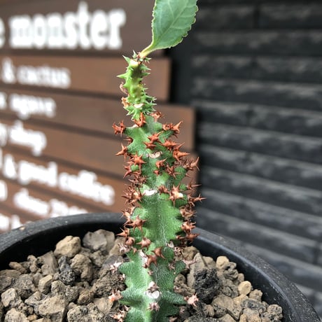 euphorbia magnifica《S size》※現地球株発根済※小振りコンパクトでかわいいながら枝ぶりなど今後の変化も楽しみな一株※black pot植え