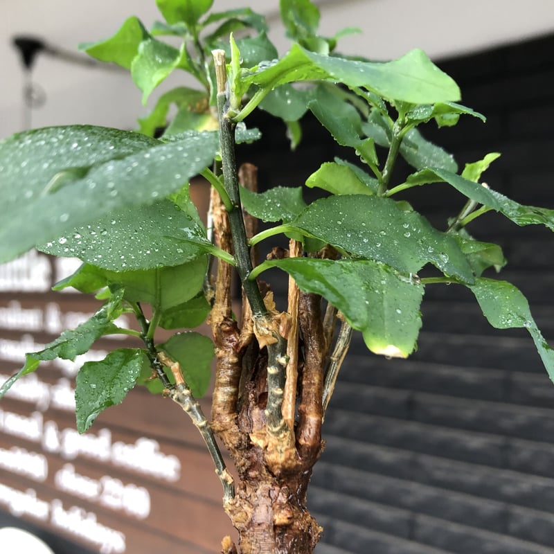 euphorbia hedyotoides《L size》球体大株※現地球株発根済※中々出会え