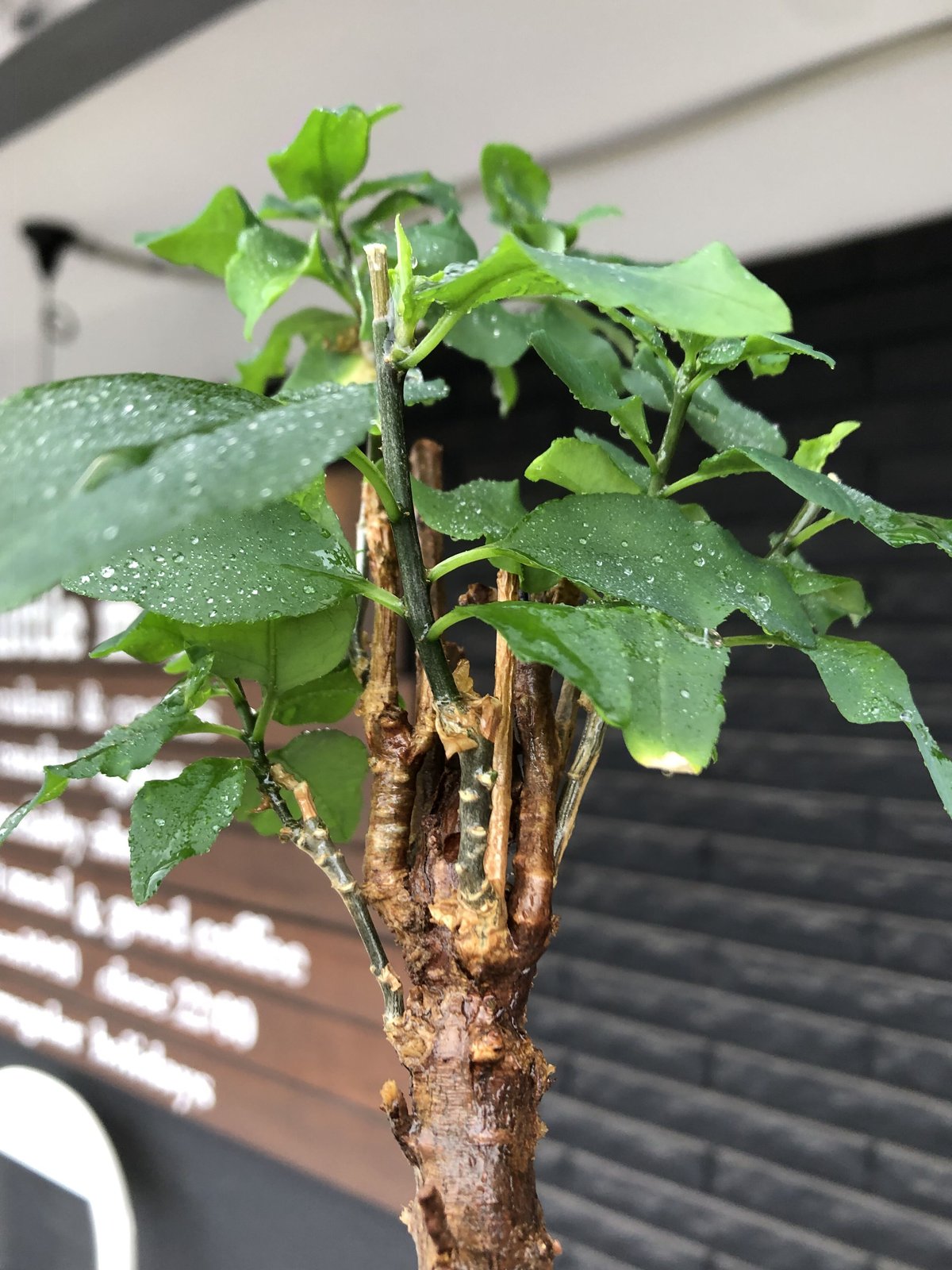euphorbia hedyotoides《L size》球体大株※現地球株発根済※中々出会え