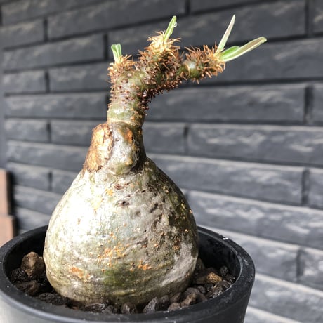 pachypodium gracilius《小さめM size》まん丸球体&一部green肌※現地球発根後店主国内管理1年株※大変球体感強くまん丸で愛くるしい一株※mad black pot植え