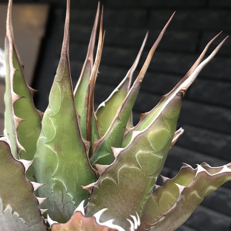 agave montana《大きめM size》※子株有り選抜株※現地球発根後店主国内管理3年株※纏まり締まり良きワイルド感満載で男前な出立ちが堪らない‼︎※mad black bowl pot植え