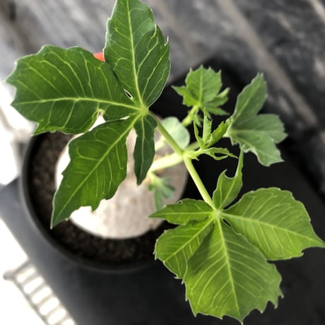 jatropha berlandieri《大きめ M size》※現地球発根後店主国内管理4年株※球体樹形に極美しい白肌と葉とのcontrastが堪らない※mad black bowl pot植え