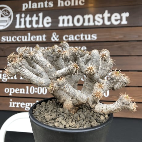 euphorbia  guillauminiana《LL size》※現地球発根済株※店主国内管理5年株※溶岩質土壌育ちの現地球株らしい表皮＆極低重心な枝振りヤバい一株※mad black pot植え