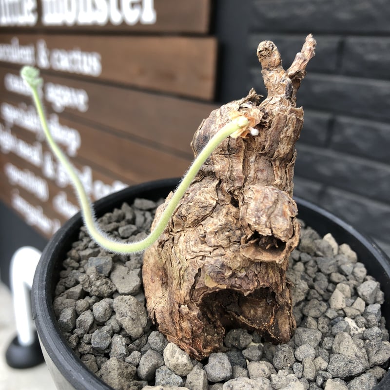 大株 ペラルゴニウム トリステ 現地株 発根済 発根後3年管理株