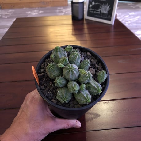 euphorbia    globosa