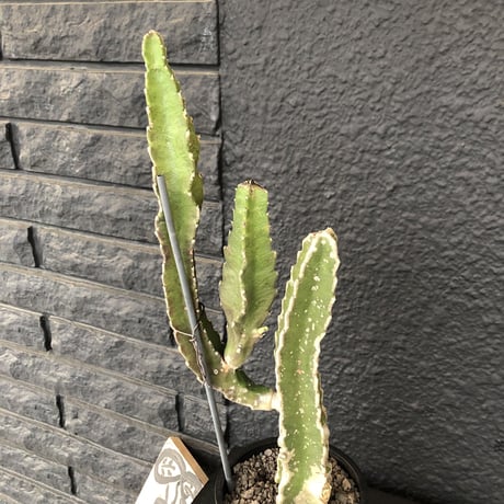 stapelia《M  size》