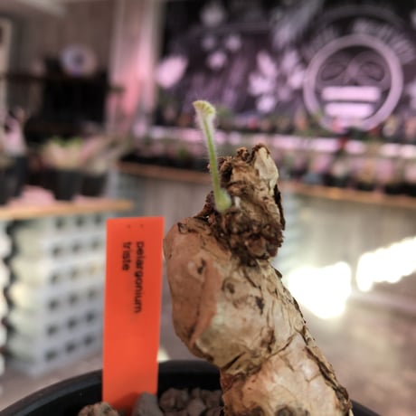 pelargonium  triste《M size》※個体差として大変明るいlight brown肌が可愛い美株‼︎※mad black bowl pot植え