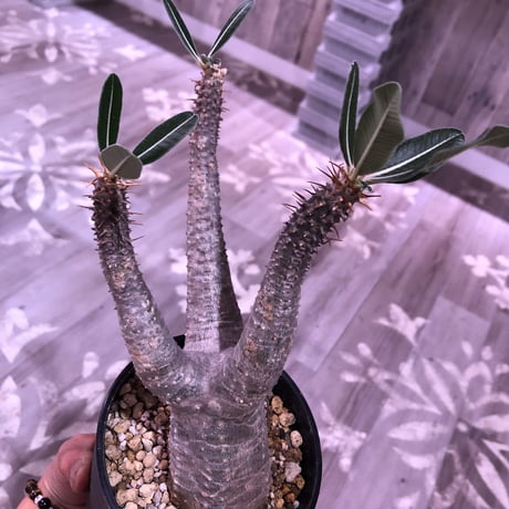 packypodium    cactipes《M size》発根済み株