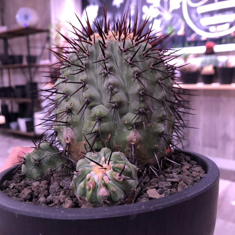 Copiapoa cinerea columna-alba 発根済 コピアポア Copiapoa cinerea var. columna-alba コピアポア コルムナアルバ 孤竜