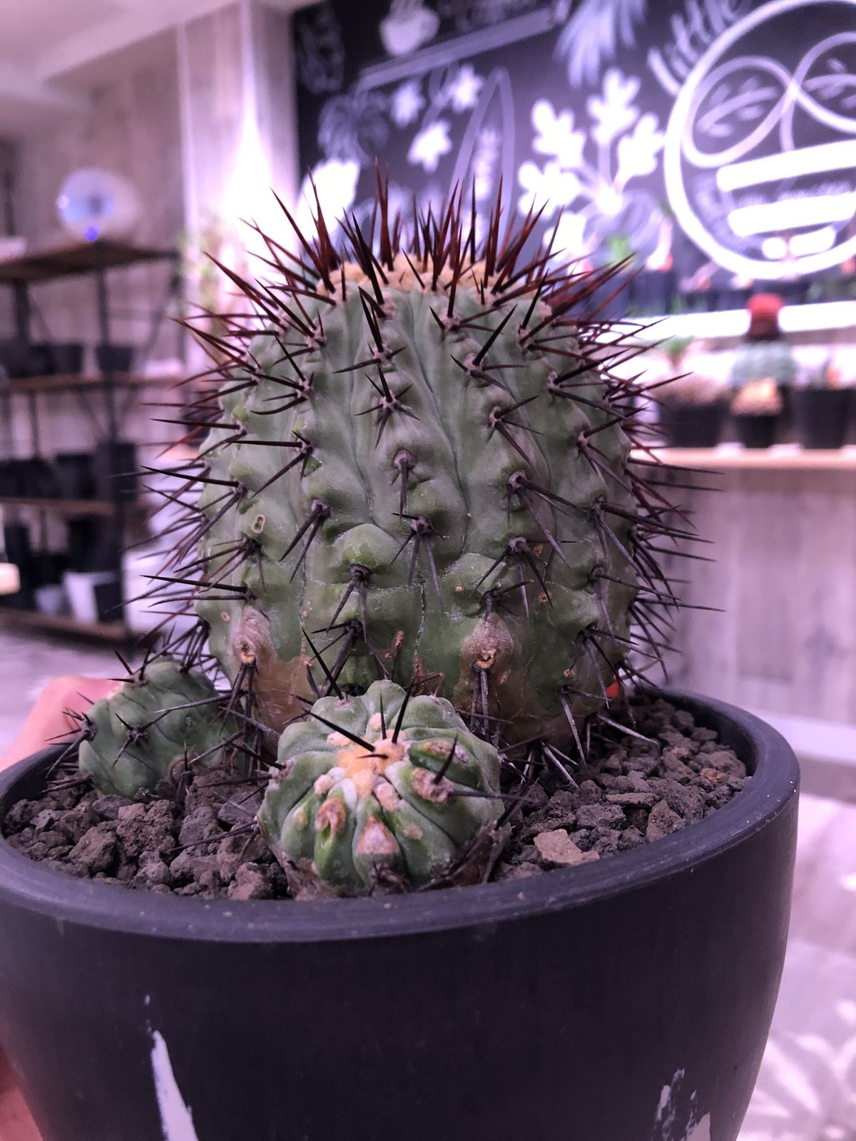 copiapoa cinerea var.columna-alba《M size》 発根