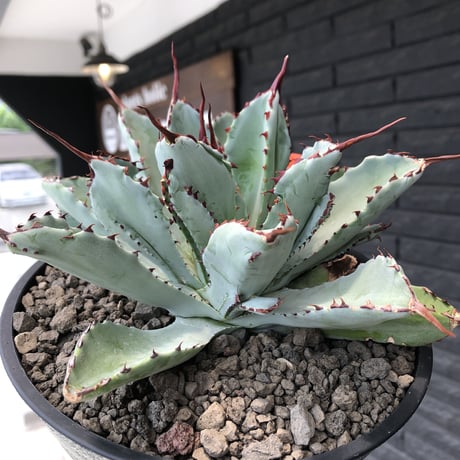 agave   cubic《L size》※発根済株※店主国内管理3年株※背中の割れが特徴な大変葉も引き締った極美大株‼︎balanceも良きカッコいい一株※浅鉢植え