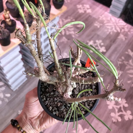 othonna protecta《M size》※現地球発根済株※今後輸入が厳しい上中々流通のない南アフリカものプロテクタ‼︎とても美しい塊根植物‼︎※mad black bowl pot植え
