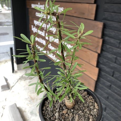 fouquieria  purpusii《大きめM size》希少大きめ株※現地球発根済株※株元大きめのbalance＆肌質＆特化した美しい柄‼︎オススメ株※mad black pot植え