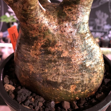 packypodium  gracilius《L size》※現地球発根済株※店主国内管理6年株※ロゼット完成のwild株‼︎特化した表皮カラーが渋くぼってり株元※mad black pot植え