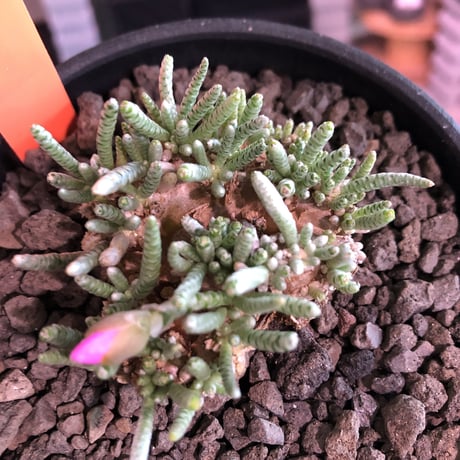 avonia   alstoni 《大きめL   size》※特化したかなり大きめ塊根を持つ希少大株アルストニー※ mad black bowl pot植え