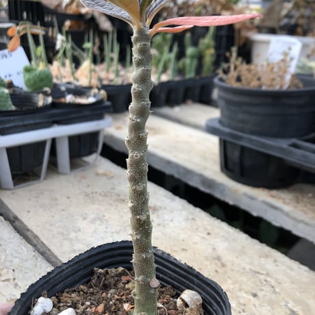 希少 dorstenia   gigas《M  size》