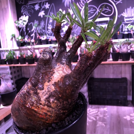 packypodium  gracilius《L  size》※現地球発根済株※店主国内管理3年株※現地焼けの自己主張強きぼってりwildグラキ‼︎※mad black pot植え