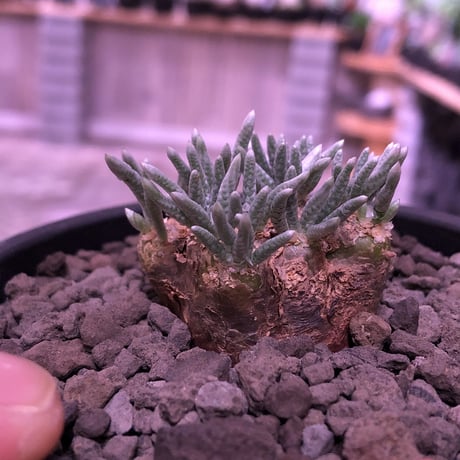 avonia   alstoni 《M size》※愛くるしさ柔らかさを感じる堪らない冬の人気者‼︎※ mad black pot植え　※限定1株
