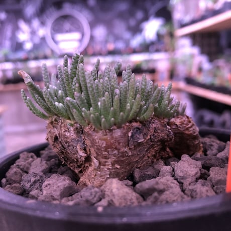 avonia   alstoni 《L L   size》※特化した塊根樹形を持つアルストニー希少大株※ mad black bowl pot植え