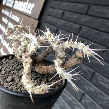 sarcocaulon crassicaule《大きめL size》※現地球発根済株※店主国内管理4年株※ヤバい枝振り鋭く赤味ある強刺に縮れ葉＆白花なwild株※mad black pot植え