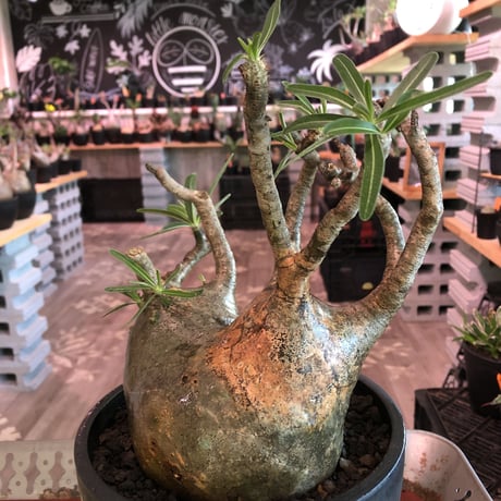 packypodium  gracilius《LL size》W-he'd株※現地球発根済株※店主国内管理6年株※良バランス＆現地焼け＆短枝ぼってり選抜株‼︎※mad black bowl pot植え