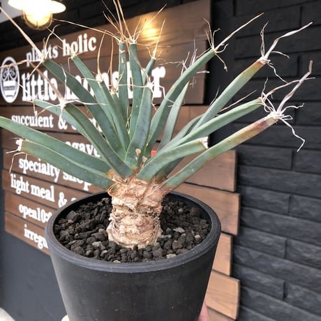 leuchtenbergia  principis 晃山《L size》※店主管理4年株‼︎※経年変化による極太葉に木質化した株元がヤバい激オススメ株‼︎※mad black pot植え