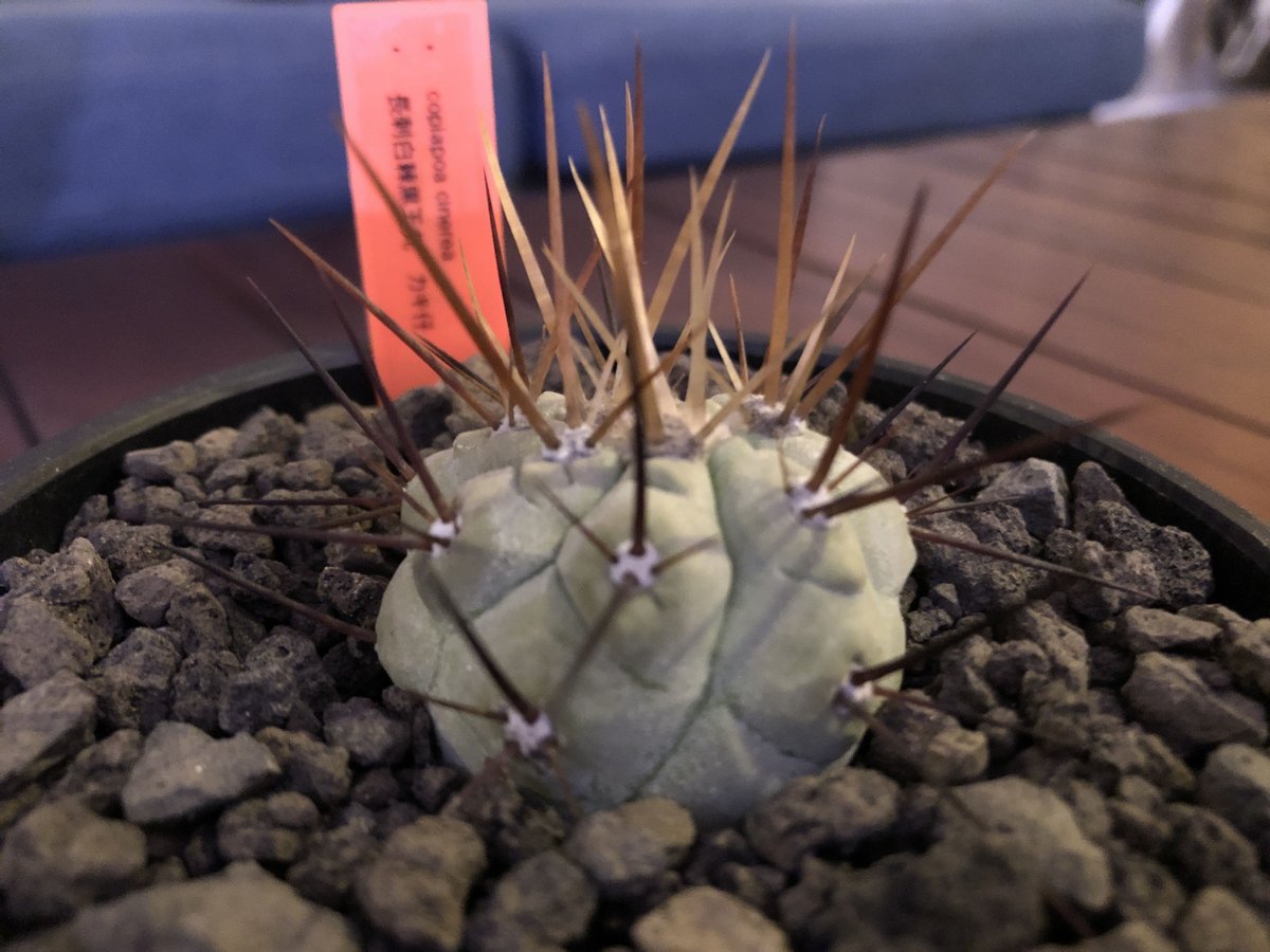 copiapoa cinerea 長刺白棘黒王丸《小さめM size》希少‼︎※現地球株