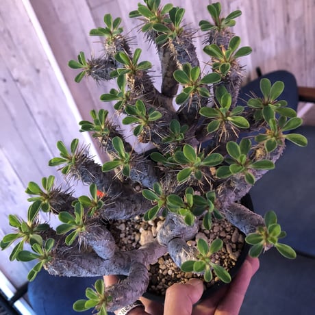euphorbia    guillauminiana《L  size》明るいライトシルバー肌のbalance良き美株‼︎
