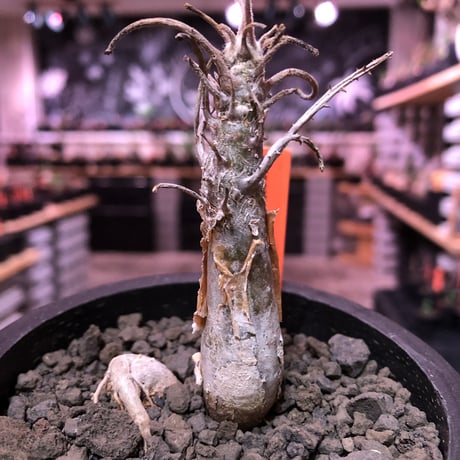 市場】【現品・現物】セサモタムナス・ブッセヌス 灌木系の塊茎