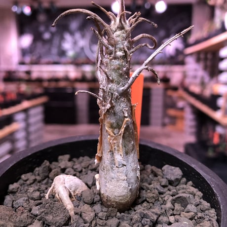 sesamothamnus rivae《大きめS size》※現地球発根済株※店主国内管理2年株※小振り現地球株は逆に珍しく小さくても表皮のメクれが堪らない一株‼︎※mad black pot植え