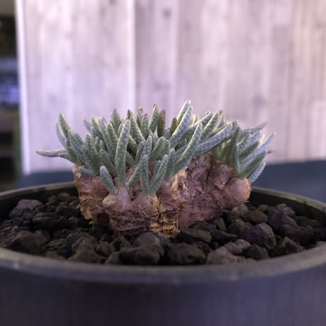 avonia   alstoni 《M size》 mad black  bowl pot植え　※愛おしさが堪らない!冬型の人気者