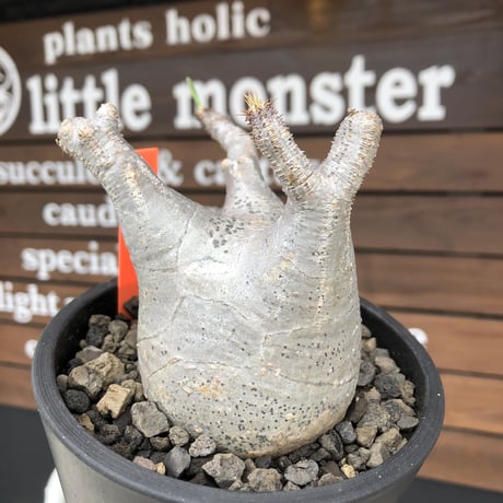 pachypodium  gracilius《M size》極美肌&短枝ぼってり樹形※現地球発根後店主国内管理3年株※美肌でとびきりぼってりな良樹形グラキ※mad black pot植え