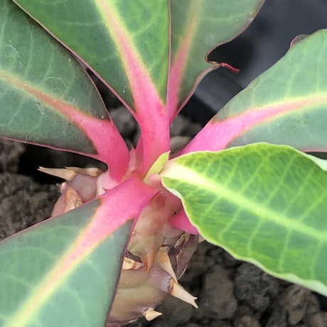 euphorbia viguieri《S size》※現地球株発根済※小振りでピンクカラーが可愛すぎる一株‼︎※mad black pot植え