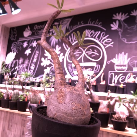 packypodium  gracilius《L size》店主国内管理2年株※現地球発根済株‼︎ ※希少‼︎二頭枝‼︎現地焼け肌が堪らなく可愛い超球体グラキ※mad black bowl pot植え