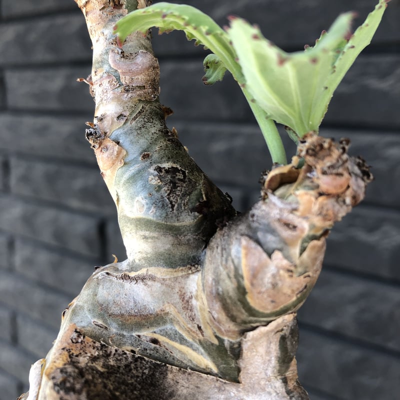 キフォステンマ　べディフォルメ　現地球Cyphostemma Betiforme キフォステンマ ベティフォルメ Cyphostemma betiforme 20210806