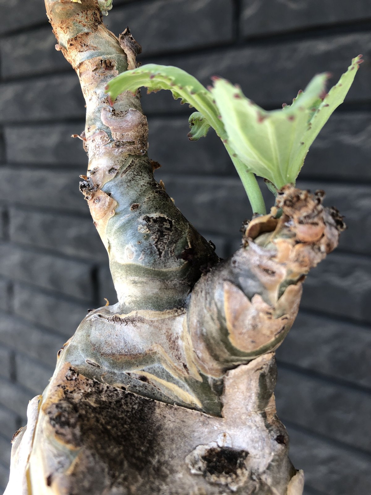 cyphostemma betiforme《 L size》※現地球発根後店主国内管理10年株