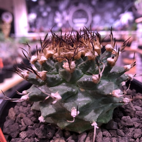 turbinicarpus  alonsoi《L size》希少現地球発根済株※店主国内管理8年株※大変ビッグ且つ樹形balanceも良く最高株※mad black bowl  pot植え