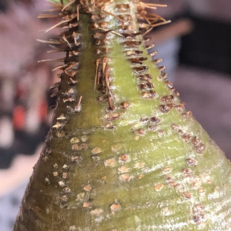 pachypodium  gracilius《大きめS size》まん丸樹形green肌※現地球発根済株※店主国内管理2年株※360度まん丸樹形の堪らなく可愛い一株※mad black pot植え