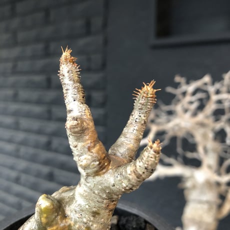 pachypodium gracilius《S size》現地焼け&ボコボコ肌※現地球発根後店主国内管理2年株※小振りでも立体的wildな荒肌質に強靭さ感じる一株※mad black pot植え