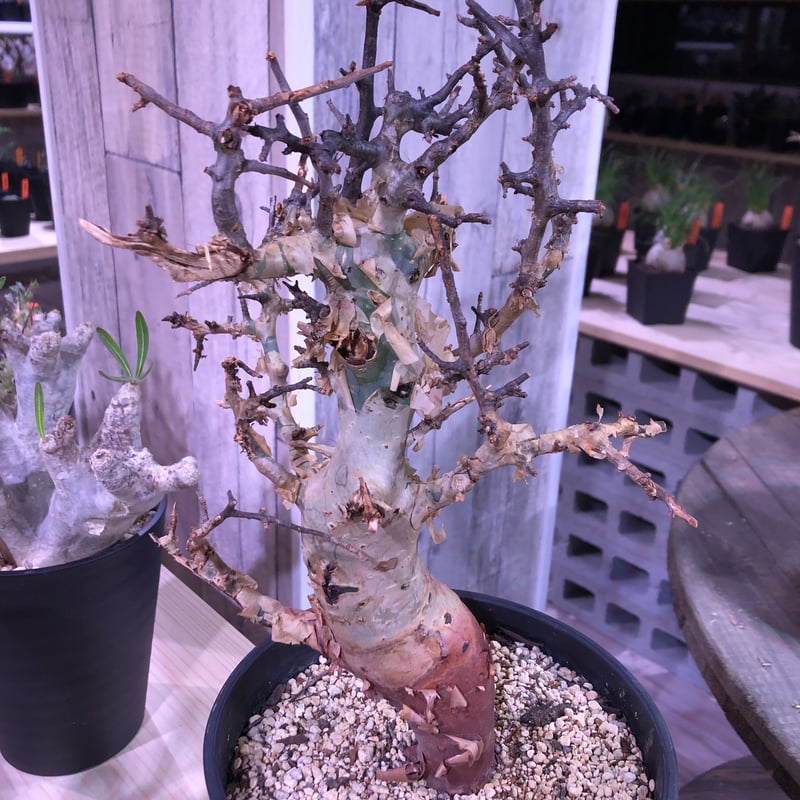 commiphora africana《L size》インスタグラム掲載株‼︎発根済み commiphora africana《L size》インスタグラム掲載株‼︎発根済み