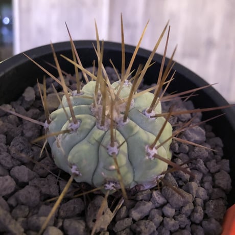 copiapoa   cinerea  長棘白棘黒王丸《S size》現地球株カキ仔自根株‼︎※mad black pot植え