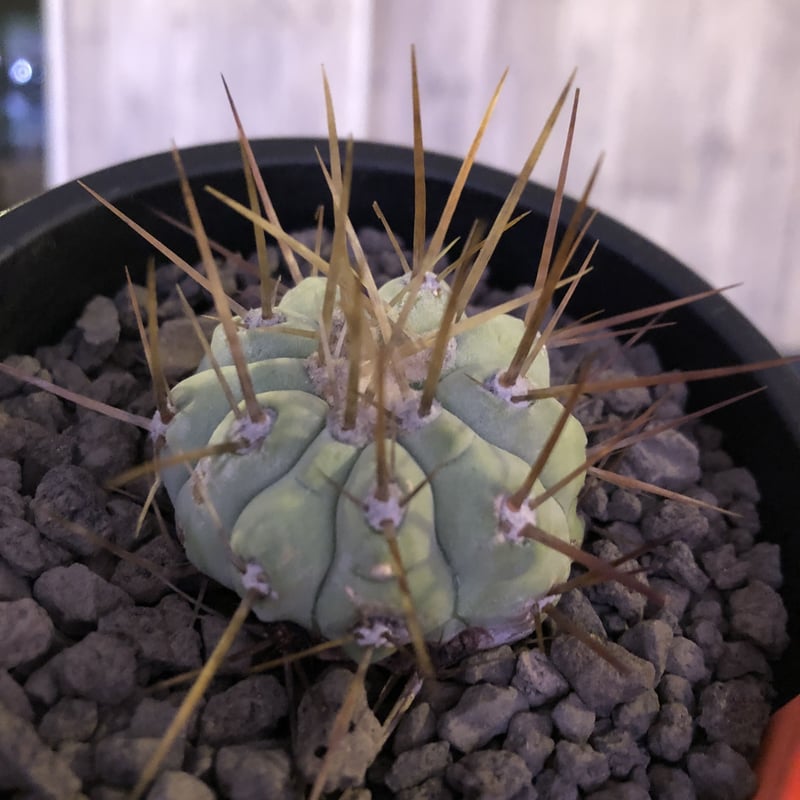 copiapoa cinerea 長棘白棘黒王丸《S size》現地球株カキ仔自根株‼︎