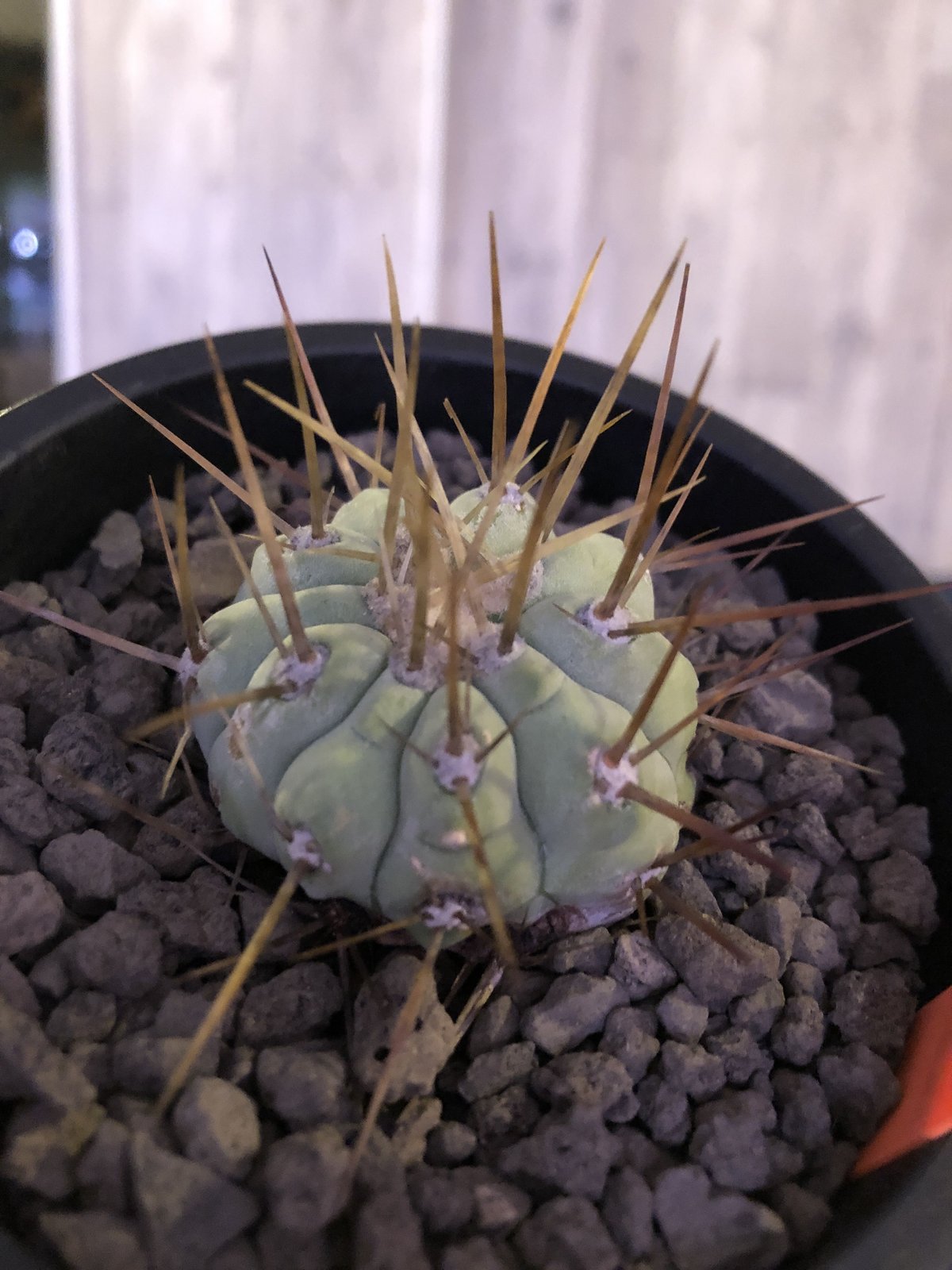 copiapoa cinerea 長棘白棘黒王丸《S size》現地球株カキ仔自根株‼︎