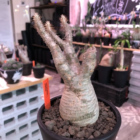 packypodium  gracilius《大きめS size》※現地球発根済※大変良き枝振りの上、ぼってり株元に白肌美株な良きグラキリス※mad black pot植え