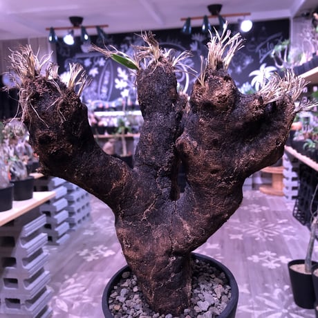 xerophyta  trichophylla《L L  size》※現地球発根芽吹き済※驚愕最強靭株‼︎今回は芽吹き済みのオブジェの様な良き樹形のキセロ※mad black pot植え　※超限定1株