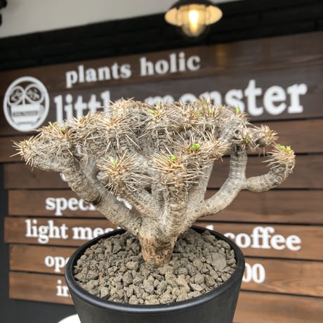 euphorbia  guillauminiana《大きめL size》※現地球発根済株※店主国内管理4年株※溶岩質土壌育ちの現地球株らしい表皮＆低重心wild良樹形※mad black pot植え