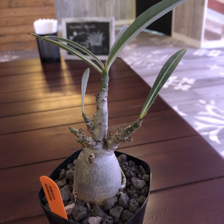 adenium  somalense