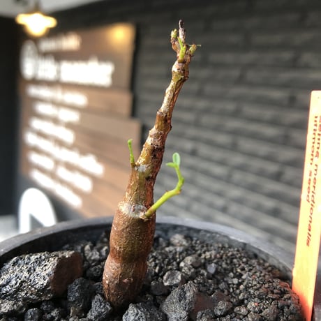 senna  meridionalis《 S size》littmon seed🌱※小振りながら大切に育てた堪らなキュートなセンナ※mad black pot植え